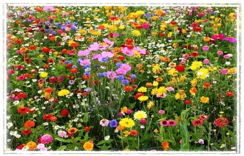 Millefiori